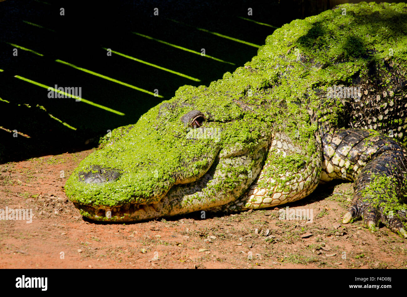 Australia, Broome. Malcolm Douglas Crocodile Park. Large American alligator (Alligator mississippiensis) covered in green duckweed (introduced species, Lemna minuta). Stock Photo