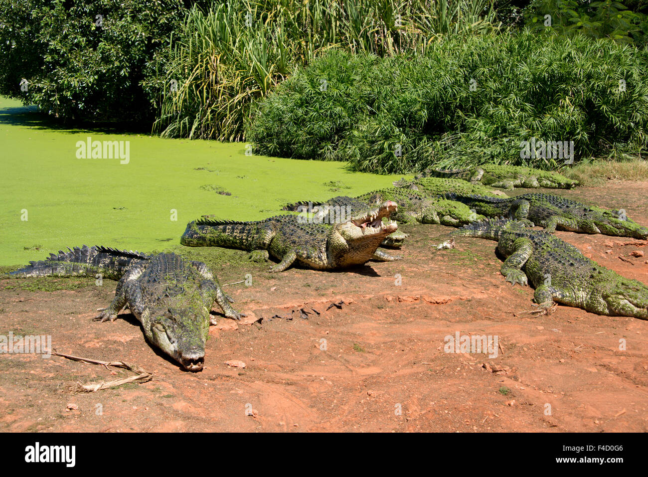 Australia, Broome. Malcolm Douglas Crocodile Park. Large saltwater crocodiles (Crocodylus porosus) in front of duckweed covered pond (Lemna minuta). (Large format sizes available) Stock Photo