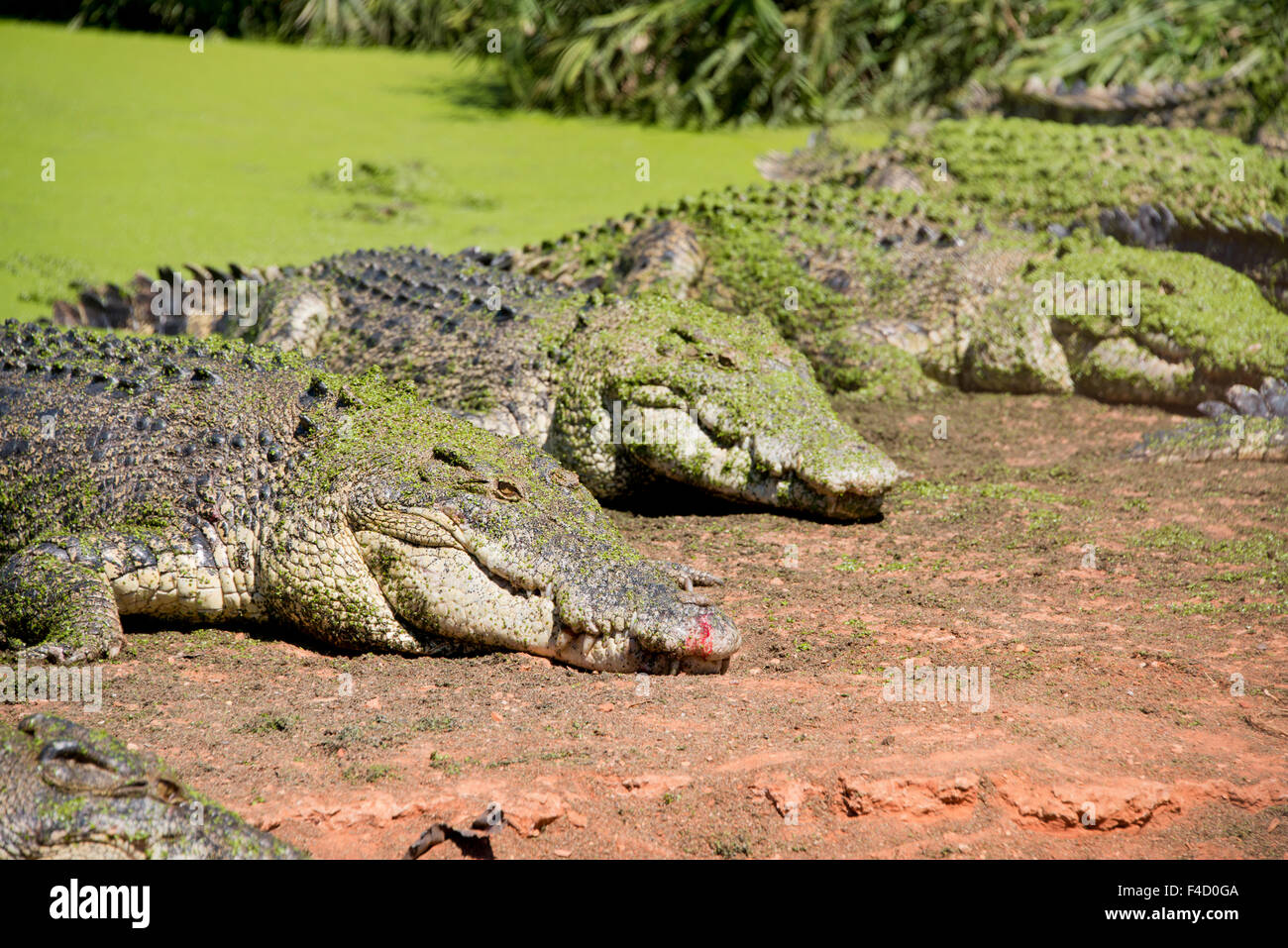 Australia, Broome. Malcolm Douglas Crocodile Park. Large saltwater crocodiles (Crocodylus porosus) in front of duckweed covered pond (Lemna minuta). (Large format sizes available) Stock Photo