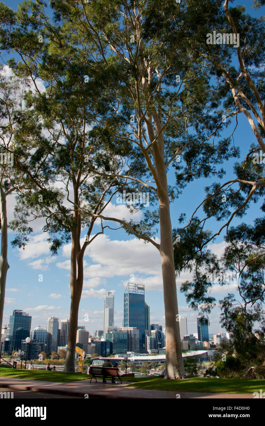 Australia, Perth. King's Park. Perth city skyline through Fraser Avenue, historic Lemon-scented gum tree lined road (Corymbia citriodora), planted in 1938. (Large format sizes available) Stock Photo