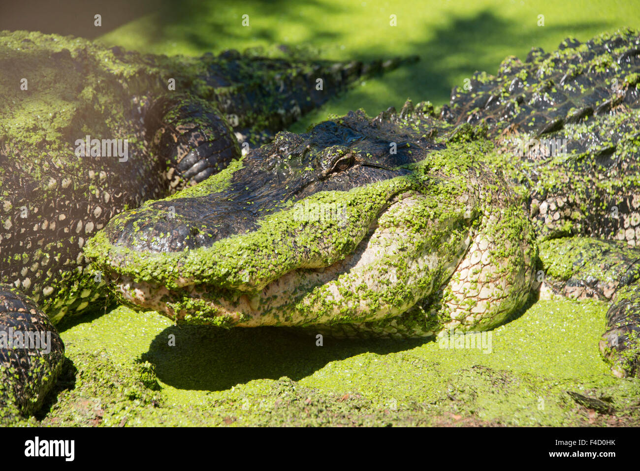 Australia, Broome. Malcolm Douglas Crocodile Park. Large American alligator (Alligator mississippiensis) covered in green duckweed (introduced species, Lemna minuta). (Large format sizes available) Stock Photo