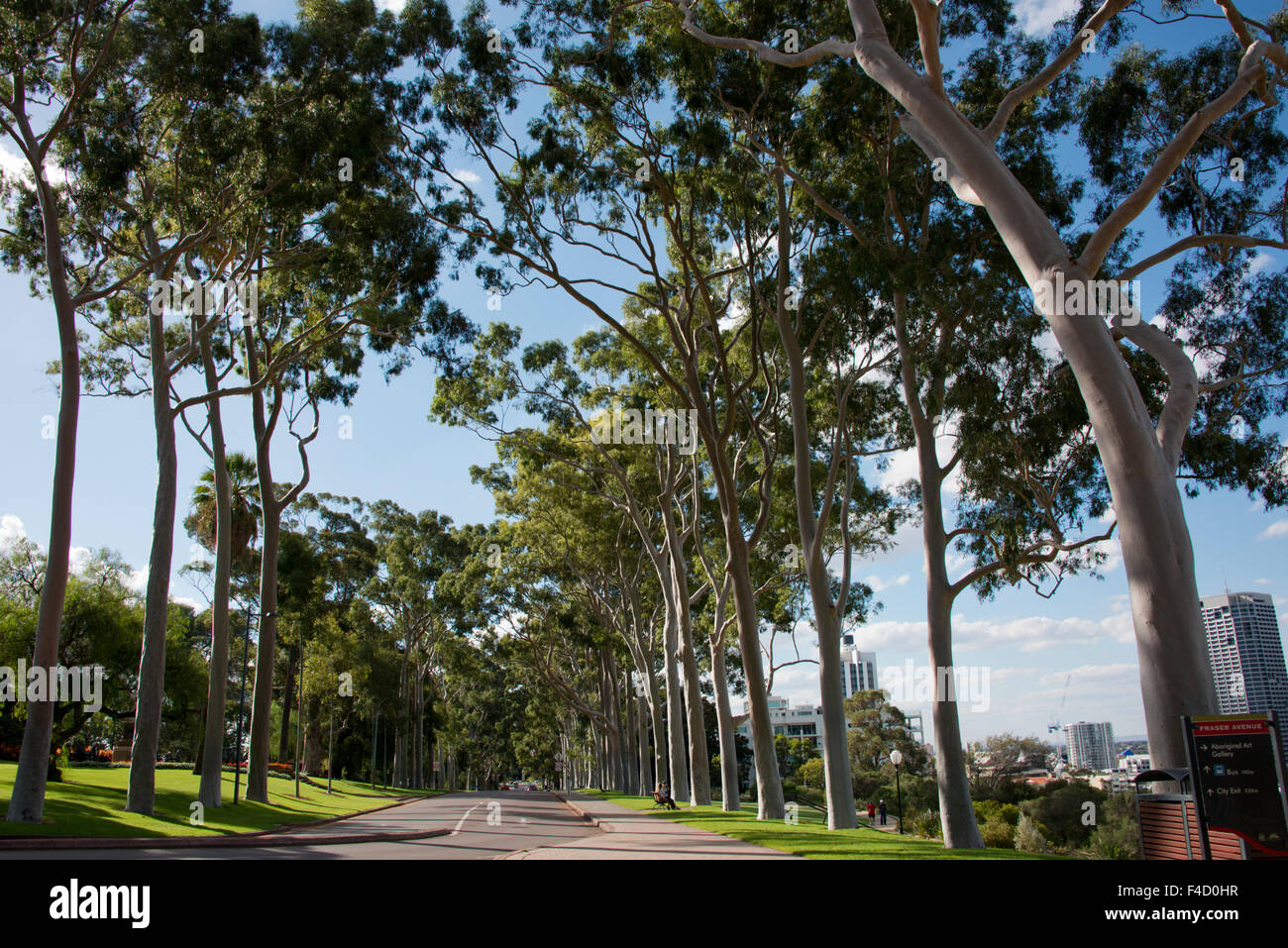 Australia, Perth. King's Park. Perth's premier 1,000 acre city park. Fraser Avenue, historic Lemon-scented gum tree lined road (Corymbia citriodora), planted in 1938. (Large format sizes available) Stock Photo