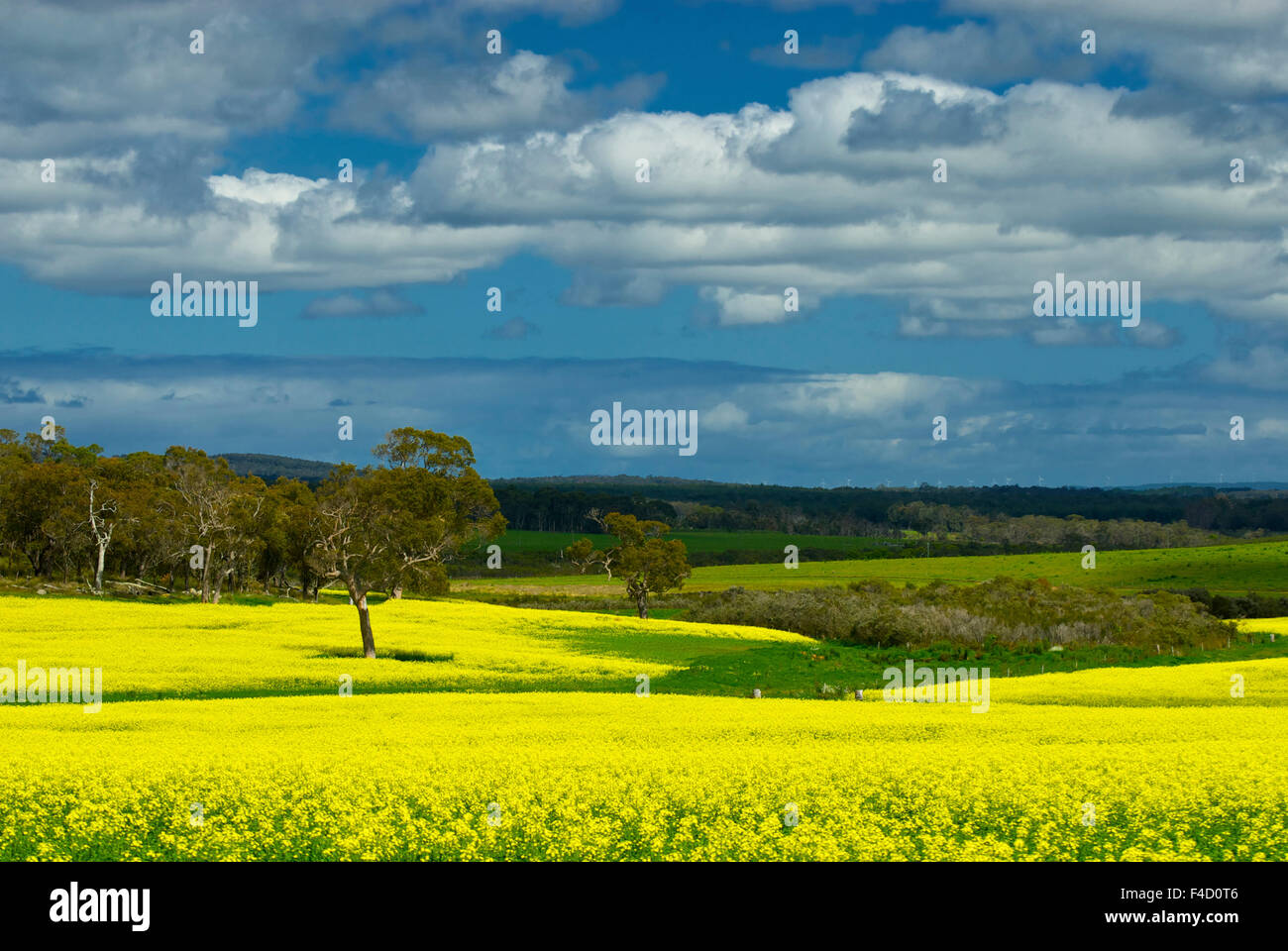 Canola field near Perth, Western Australia. A tree stands nearly alone ...