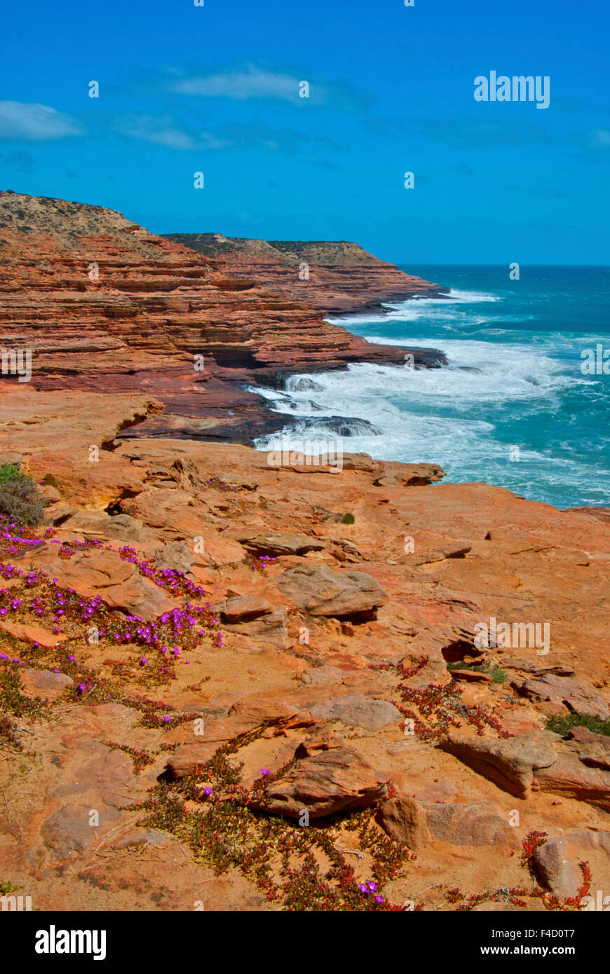 Layered cliffs of red rock rise up from the turquoise waters of the Indian Ocean. Wildflowers grace the foreground Stock Photo