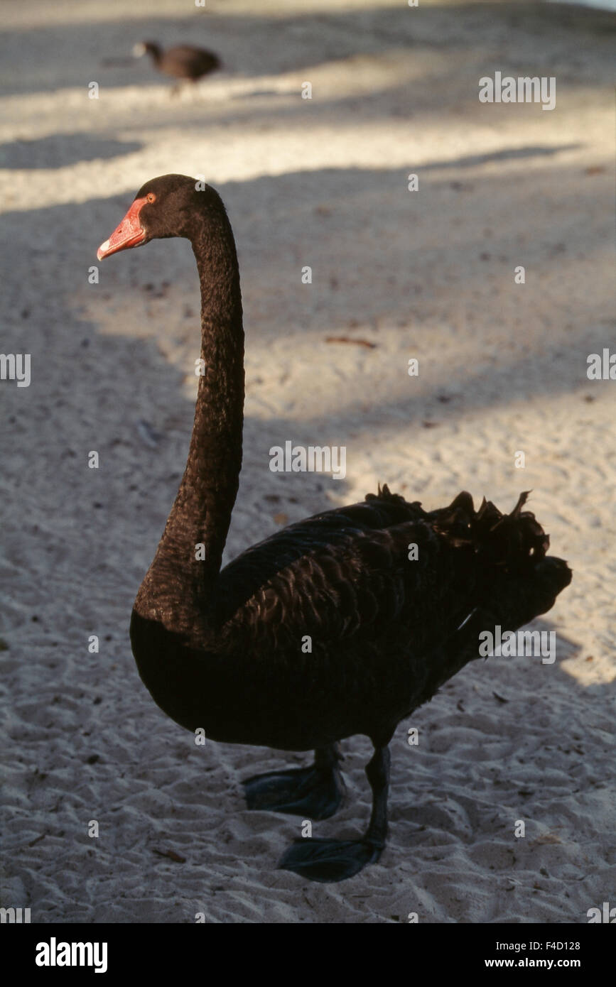 Australia, Western Australia, Perth, Bibra Lake, Black Swan standing in sand. (Large format sizes available) Stock Photo