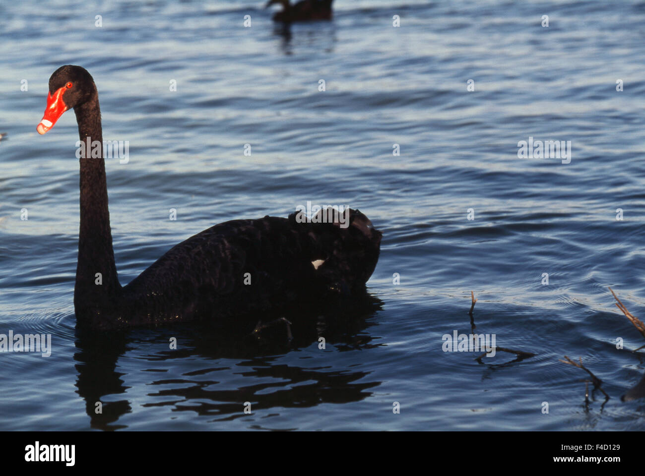 Australia, Western Australia, Perth, Bibra Lake, Black Swan swimming in lake. (Large format sizes available) Stock Photo