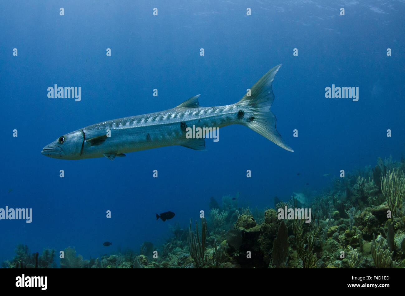 Great Barracuda (Sphyraena barracuda) Jardines de la Reina National Park Cuba, Caribbean Stock Photo