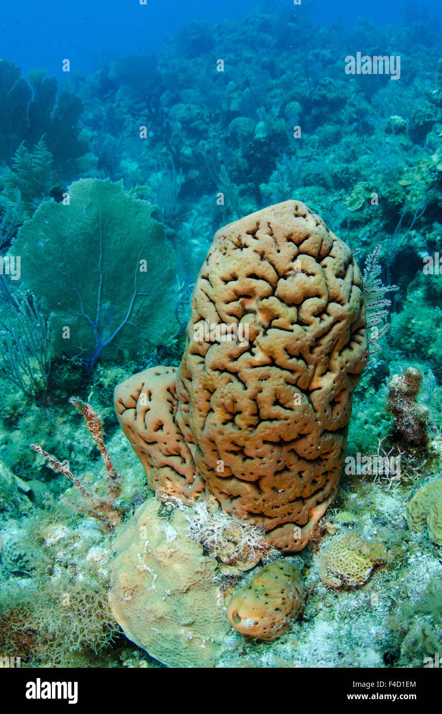 Leathery Barrel Sponge (Geodia neptuni) Jardines de la Reina National Park, Cuba, Caribbean Stock Photo