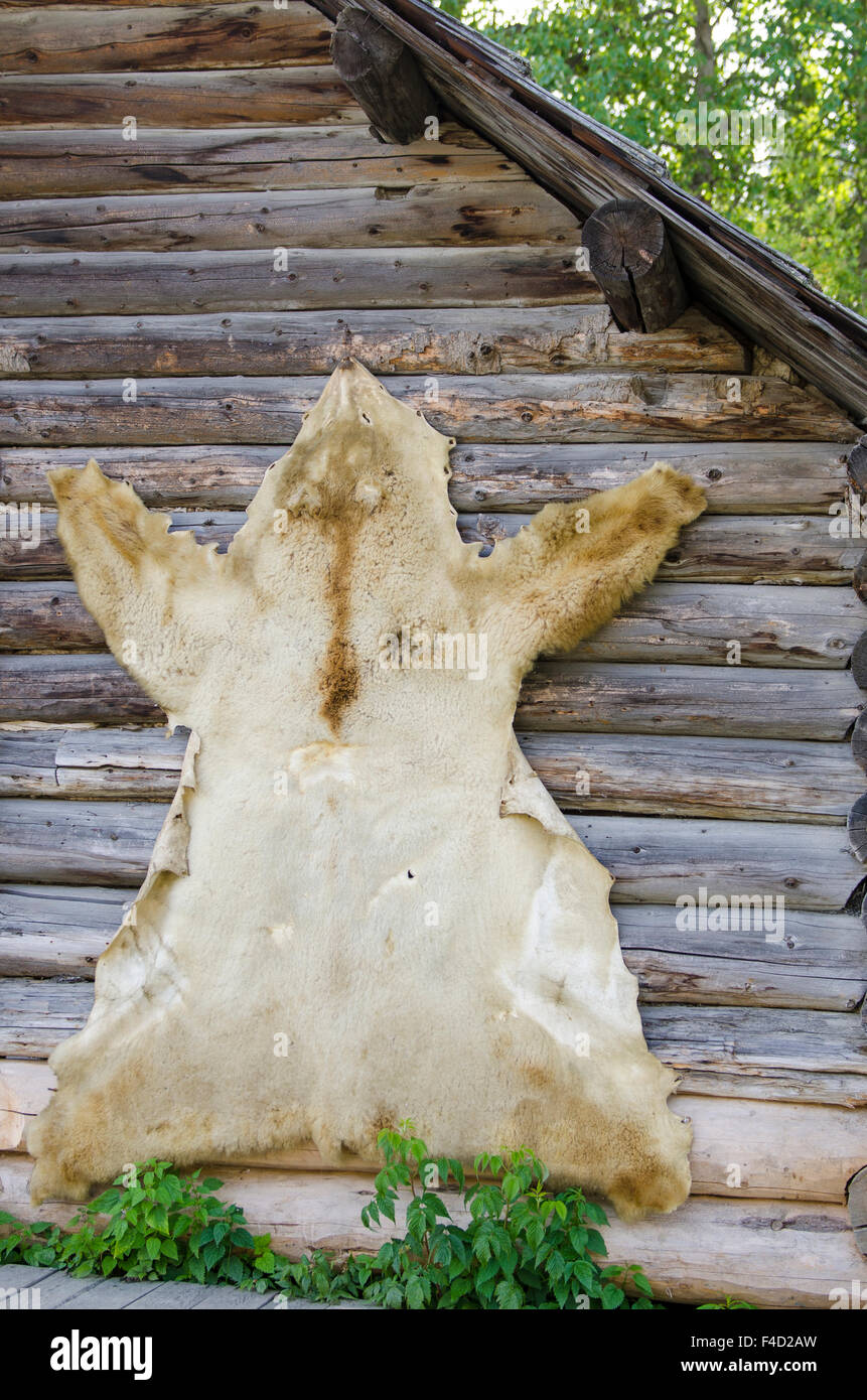 Bear hide in historic old gold town Barkerville, British Columbia, Canada. Stock Photo