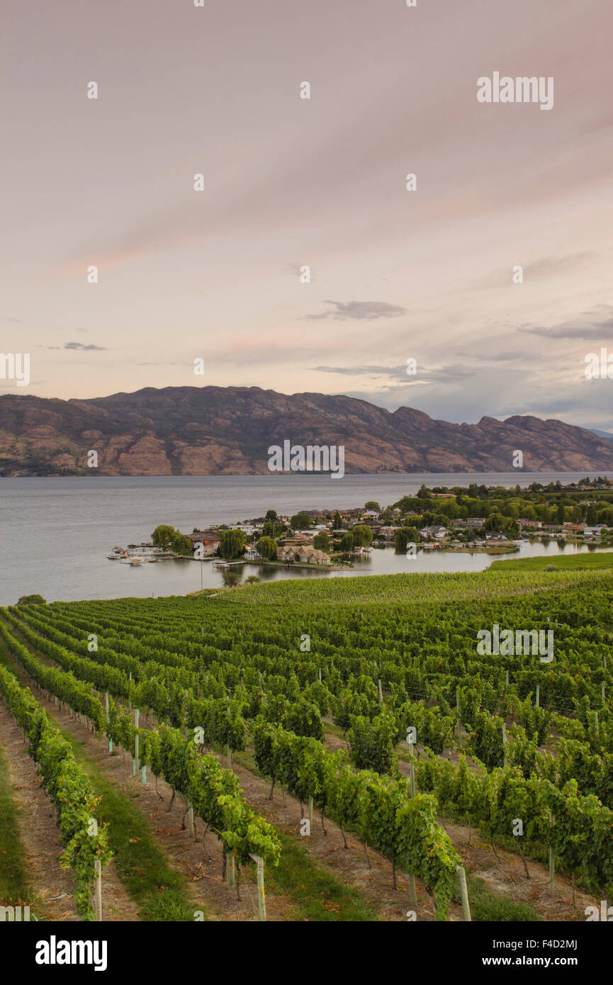 Grape vines and Okanagan Lake at Quails' Gate Winery, Kelowna, British