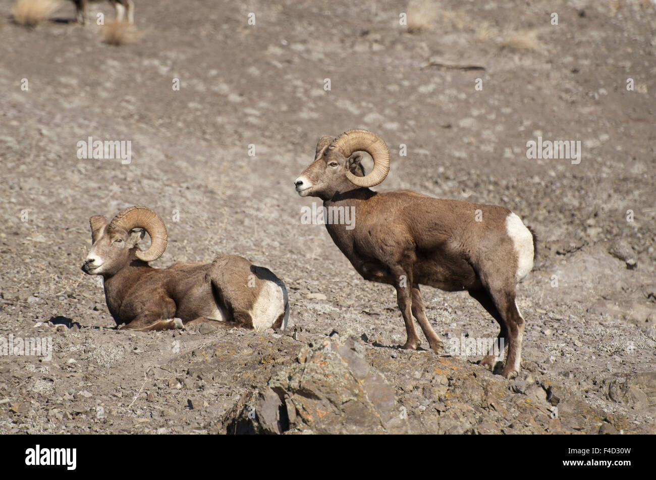 Rocky Mountain Bighorn sheep in the Cascade mountains of British ...