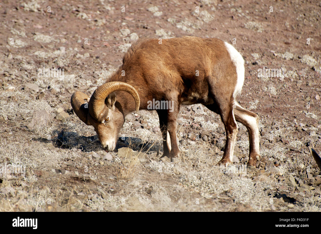 Rocky Mountain Bighorn sheep in the Cascade mountains of British ...