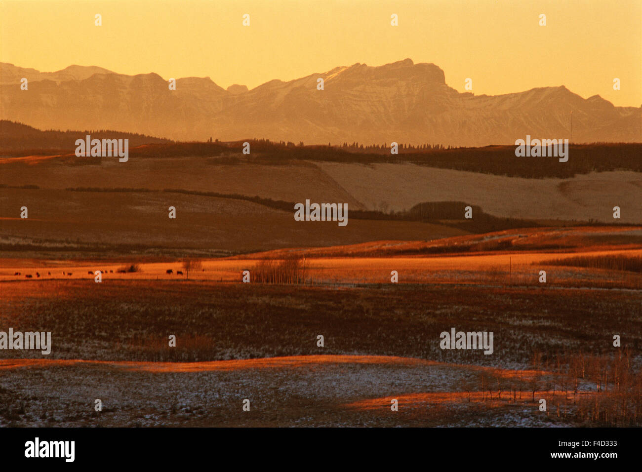 Canada, Alberta, Cochrane. Foothills and Rocky Mountains at sunset