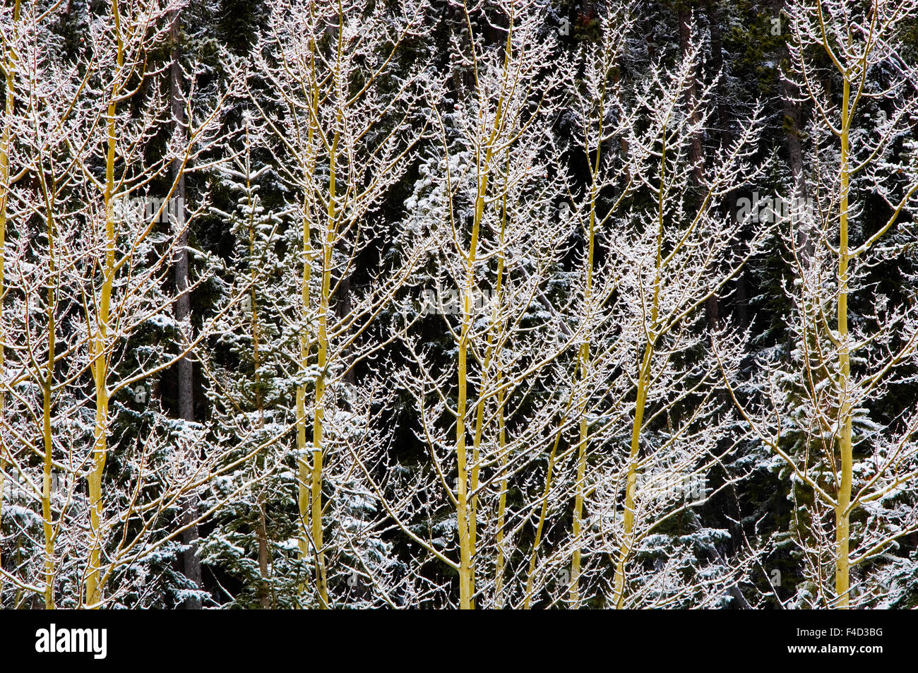 Canada, British Columbia, Mt. Robson Provincial Park. Hoarfrost on aspen trees. Credit as: Mike Grandmaison / Jaynes Gallery / DanitaDelimont.com Stock Photo