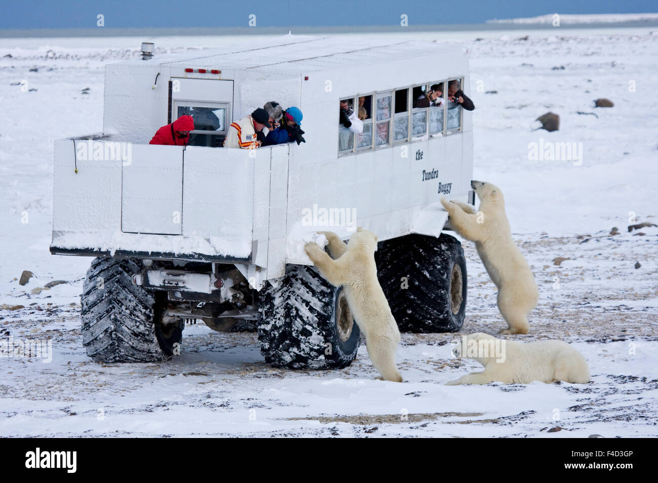 Polar bears near tundra buggy hi-res stock photography and images - Alamy