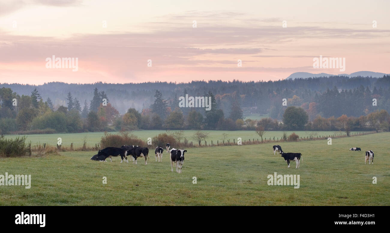 Canada, British Columbia, Vancouver Island. Cows grazing at a dairy farm in the Cowichan Valley