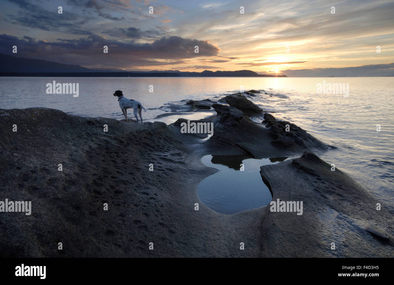 Canada. British Columbia, Gulf Islands. Gabriola Island. A dog overlooks the ocean during a peaceful sunset. Stock Photo