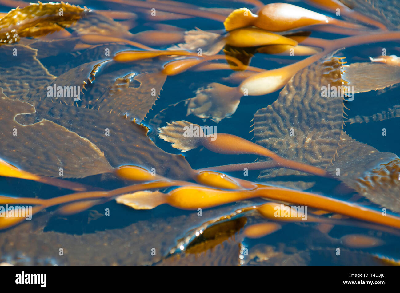 Kelp at Haida Gwaii (aka Queen Charlotte Islands) British Columbia
