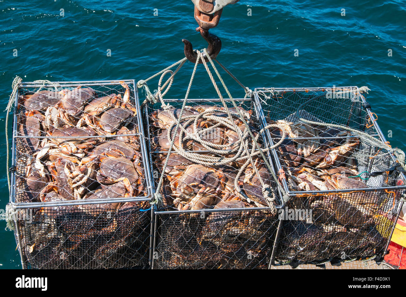 Crab fisherman unloading catch at dock in Port McNeill, British