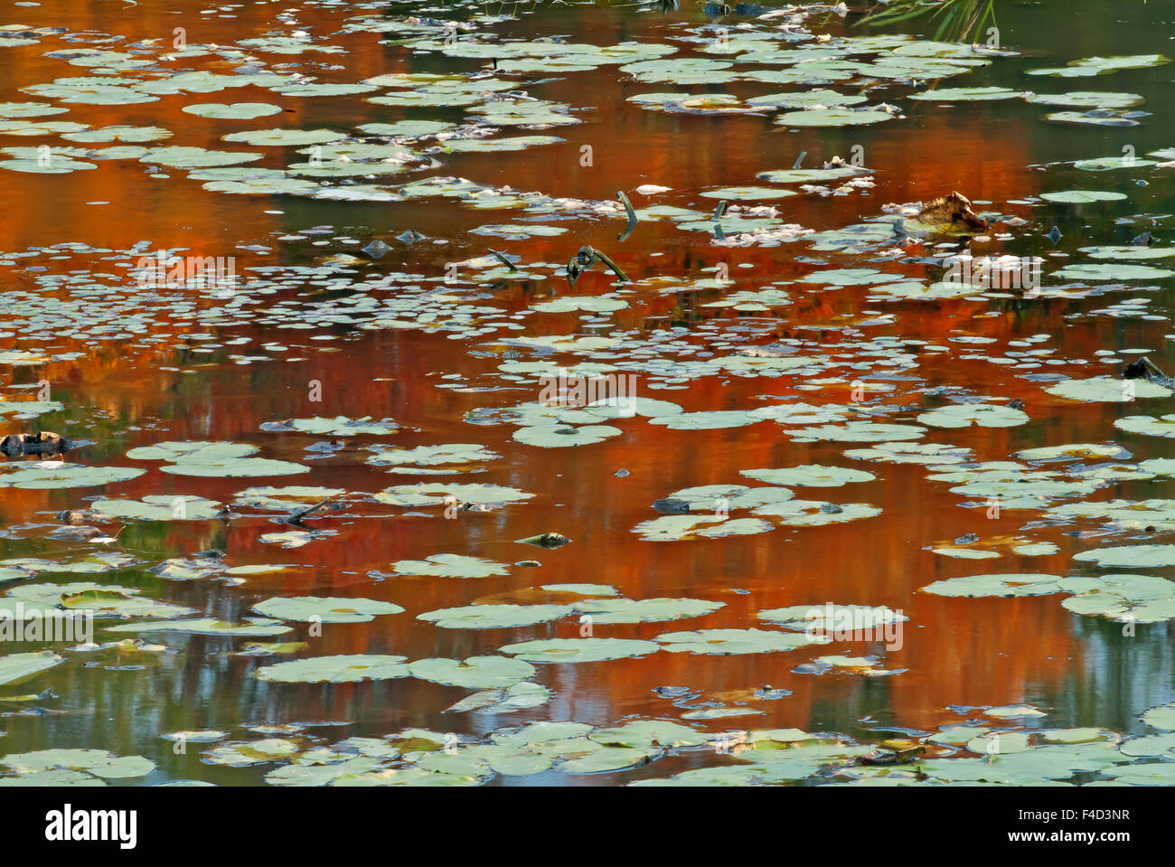 Canada, Ontario, Killbear Provincial Park. Water lilies in autumn-colored pond. Credit as: Mike Grandmaison / Jaynes Gallery / DanitaDelimont.com Stock Photo