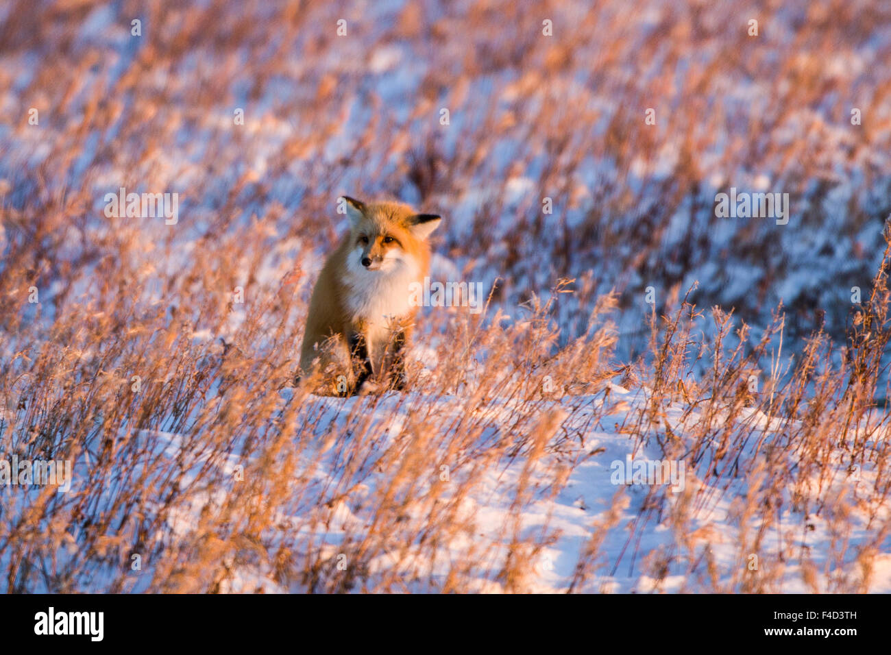 Red Fox (Vulpes vulpes) in winter Churchill Wildlife Management Area Churchill, MB Stock Photo