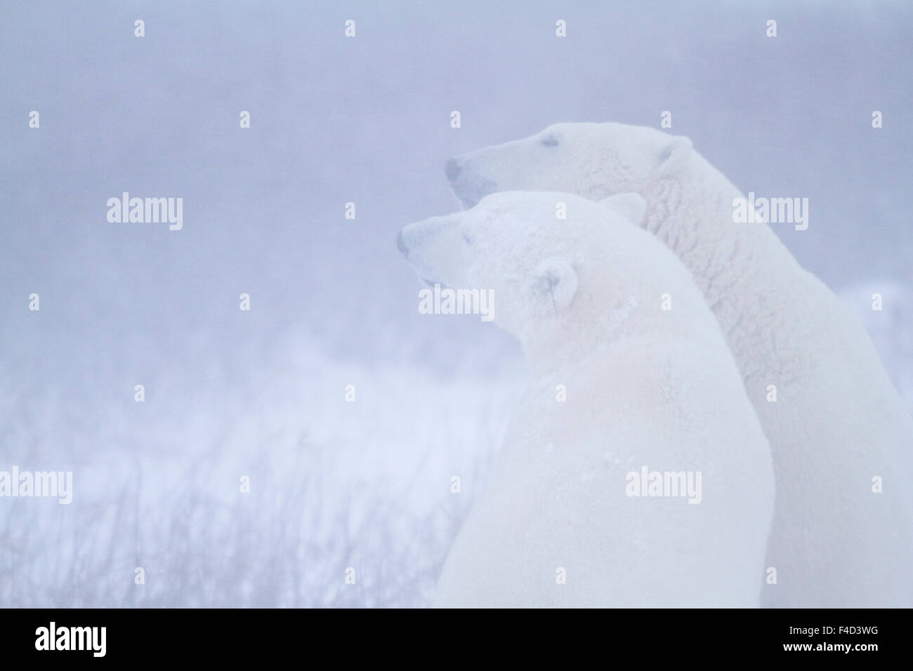 Polar Bears (Ursus maritimus) during snowstorm Churchill Wildlife Management Area, Churchill, MB Stock Photo