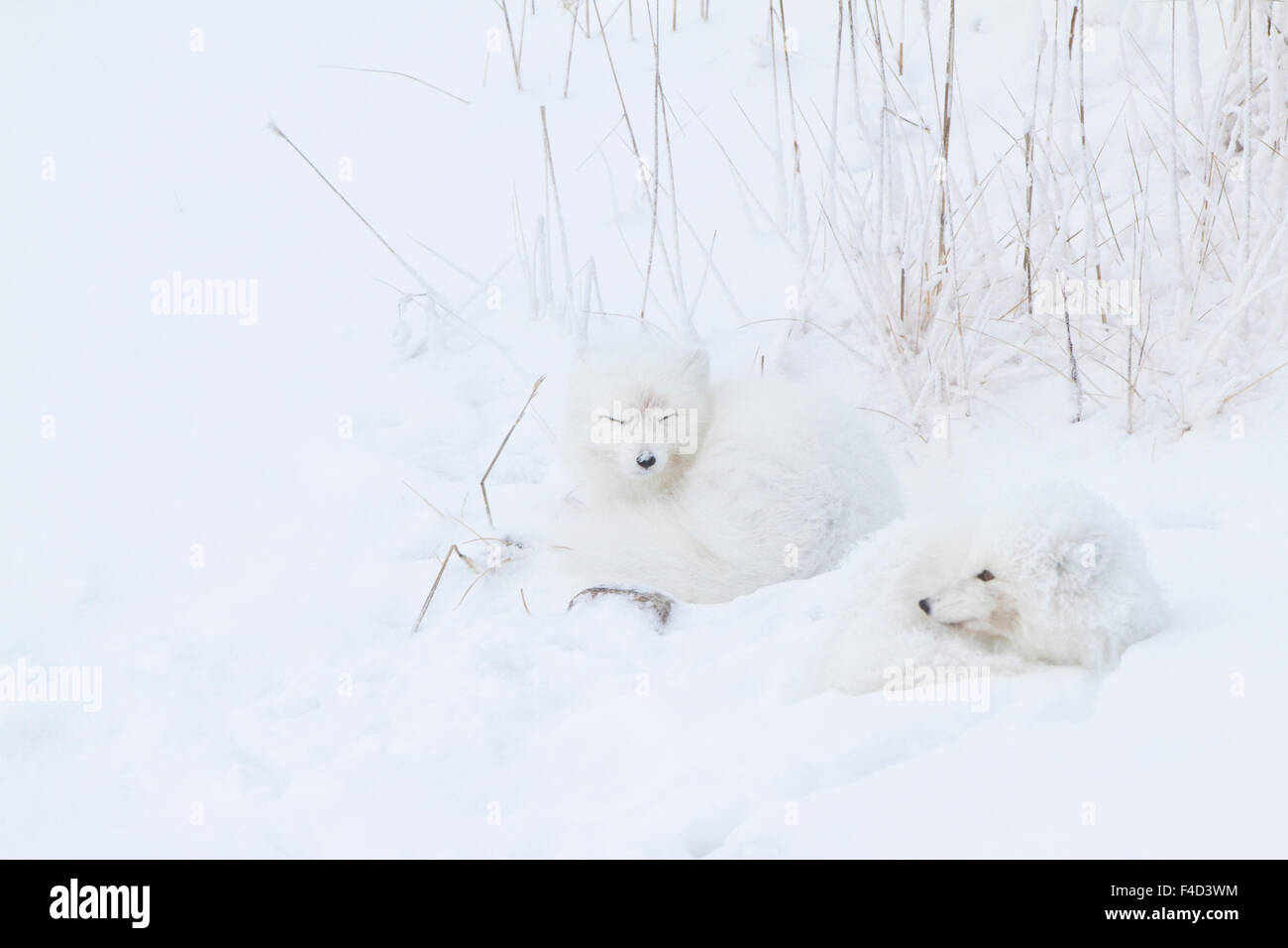 Two Arctic Foxes (Alopex lagopus) in snow Churchill Wildlife Management Area, Churchill, MB Canada Stock Photo
