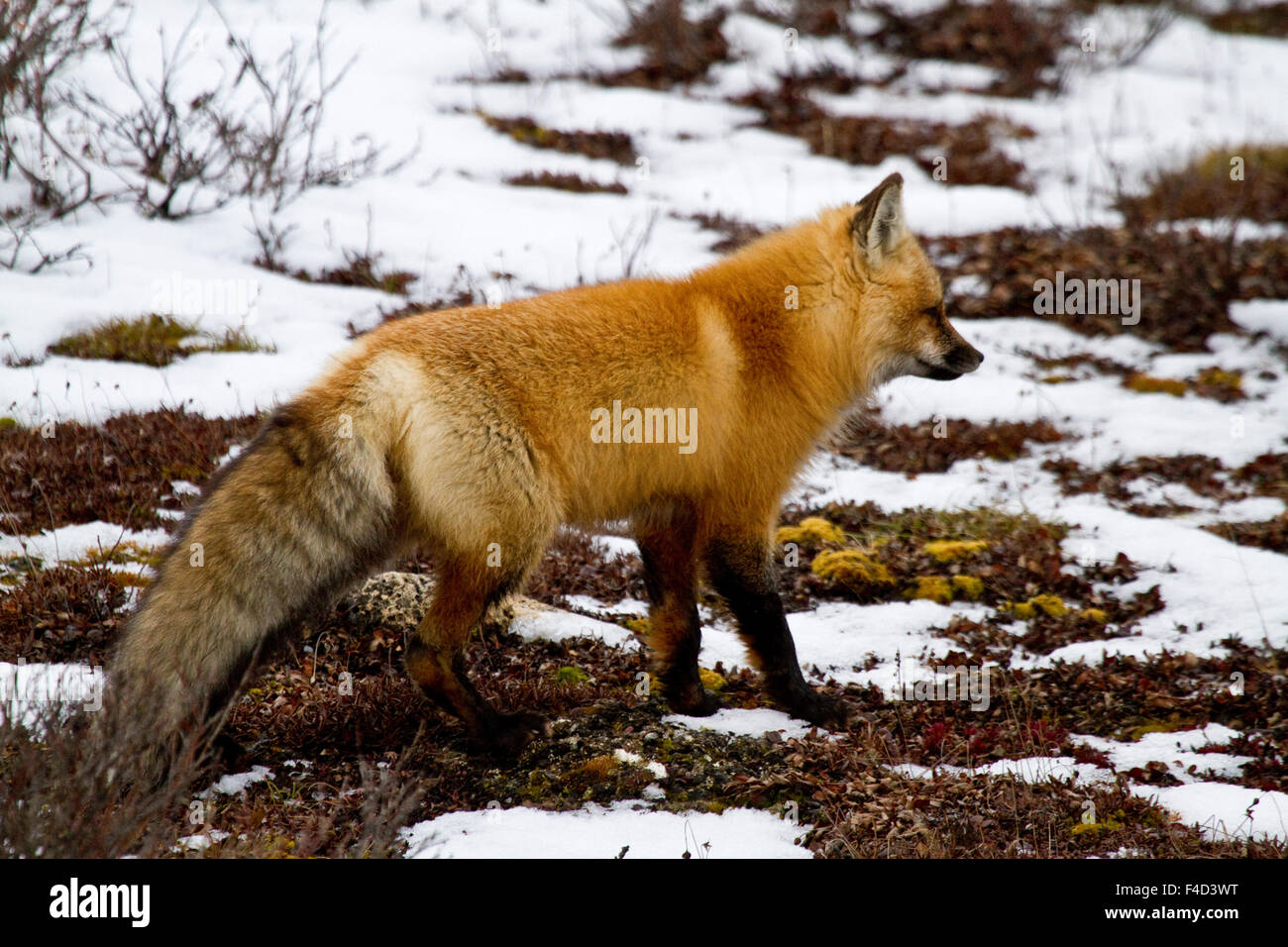 Red Fox (Vulpes vulpes) in snow in winter, Churchill Wildlife