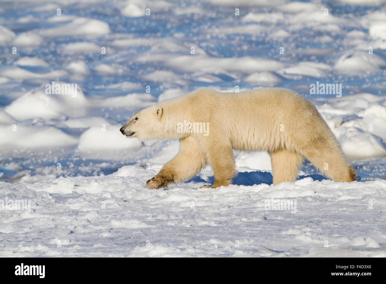 Polar Bear (Ursus maritimus) walking near Hudson Bay Churchill Wildlife Management Area Churchill MB Stock Photo