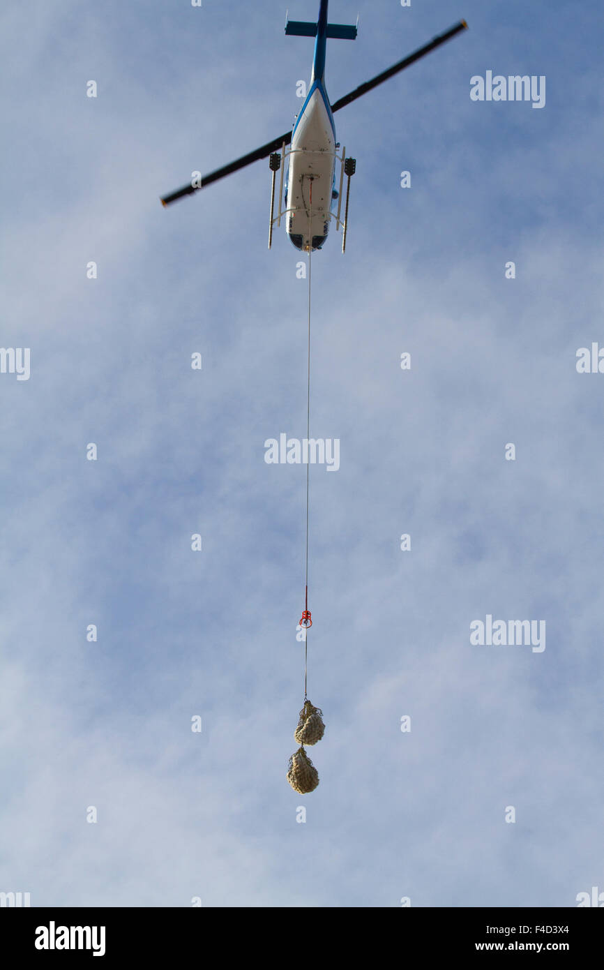 Helicopter lifting a Polar Bear (Ursus maritimus) from the Polar Bear Holding Facility, Churchill, MB Stock Photo