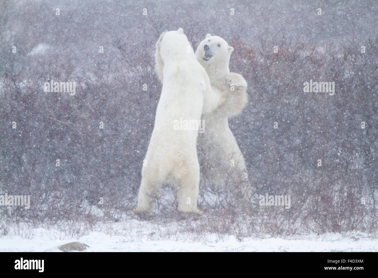 Polar Bears (Ursus maritimus) sparring during snowstorm Churchill Wildlife Management Area, Churchill, MB Stock Photo