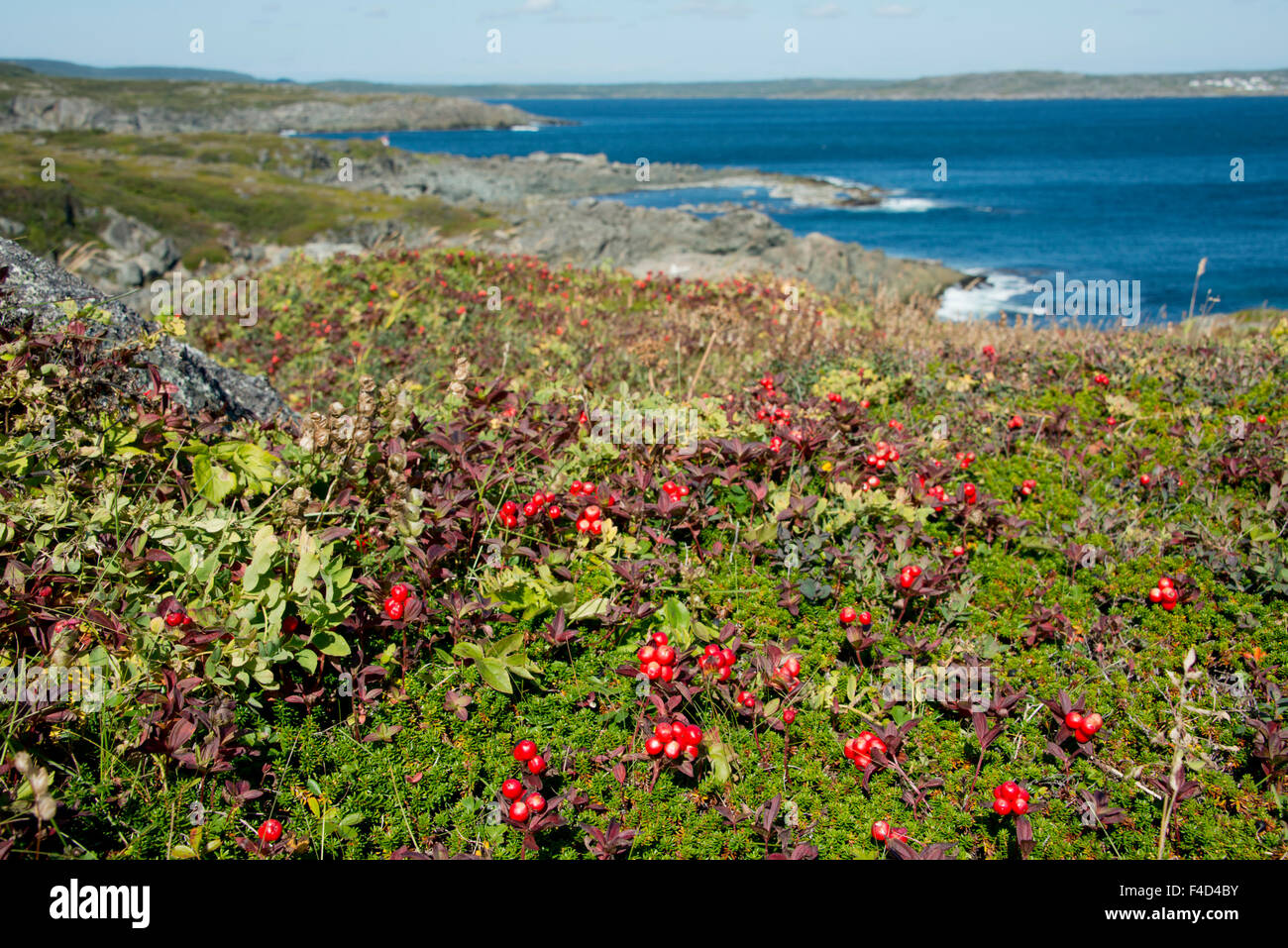 Canada, Newfoundland, St. Anthony. Partridge berries (Mitchella repens