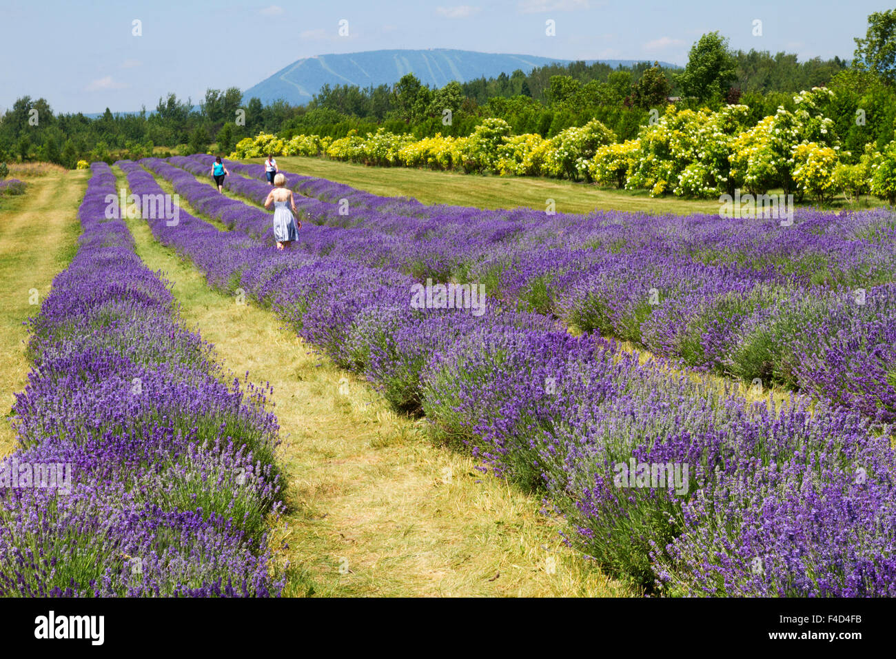 Canada, Quebec, Ile d'Orleans, SaintFrancois, La Seigneurie de l'Ile d