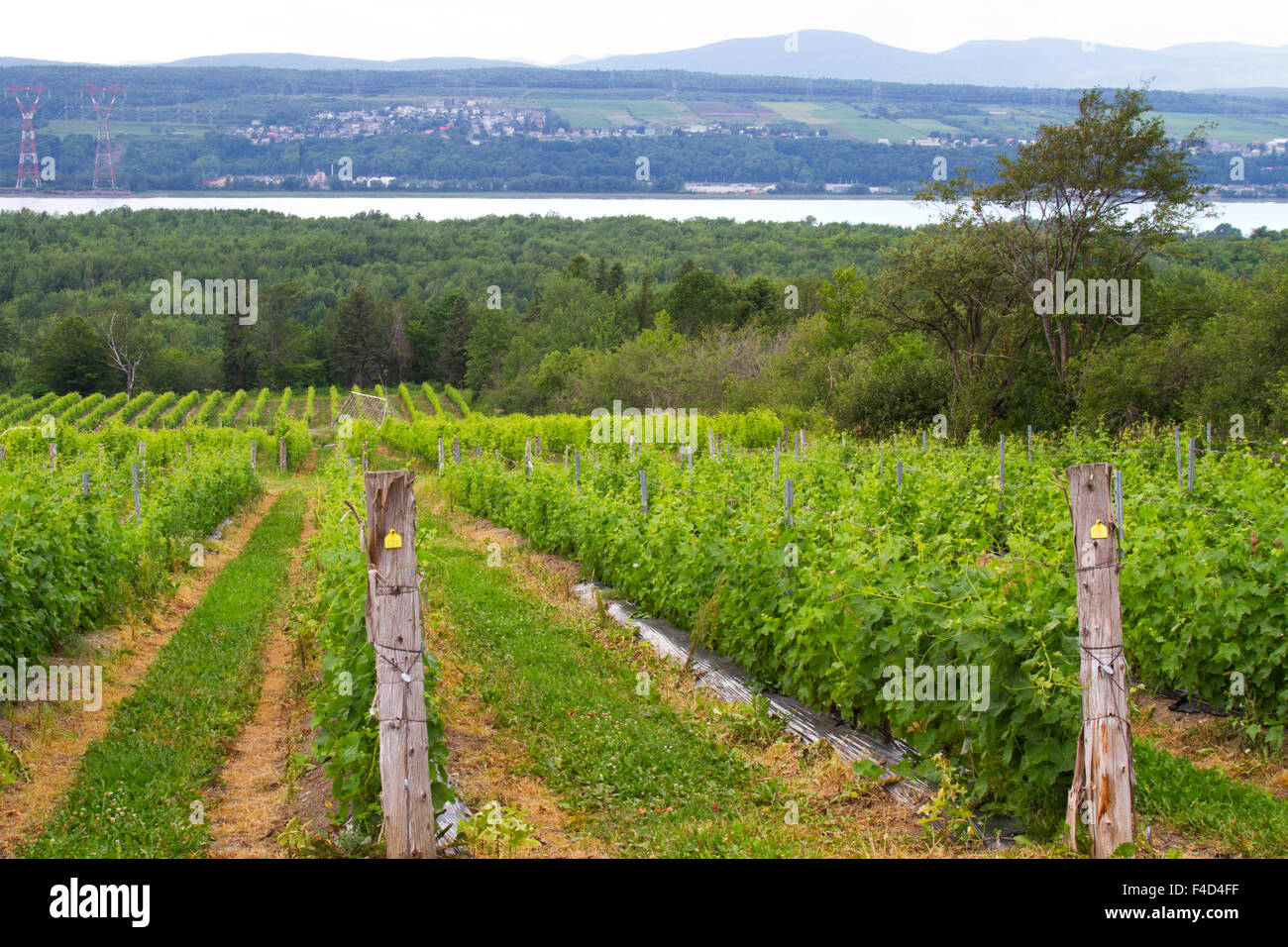 Canada, Quebec, Ile d'Orleans, SaintPierre, Vignoble Isle de Bacchus