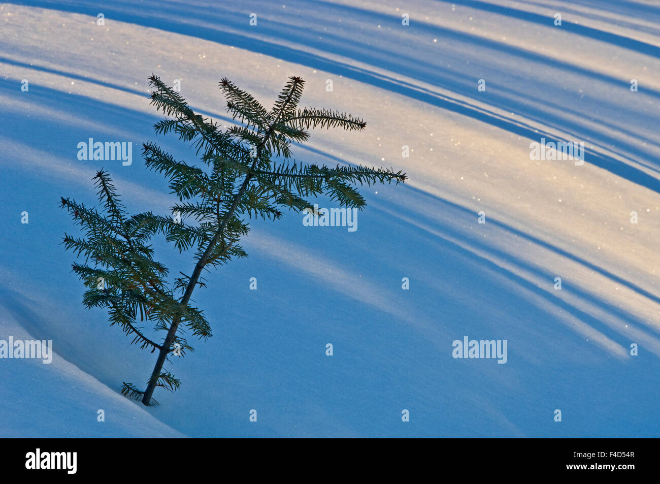 Canada, Ontario, Whitefish Falls. Balsam fir sapling in snow. Credit as: Mike Grandmaison / Jaynes Gallery / DanitaDelimont.com Stock Photo