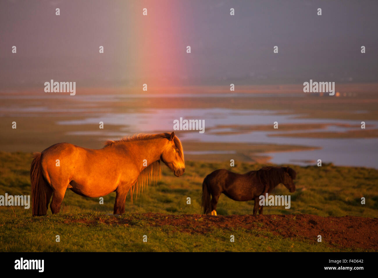 Icelandic horses and sunset rainbow, Skagafjordur, Nordhurland Vestra, Iceland. Stock Photo