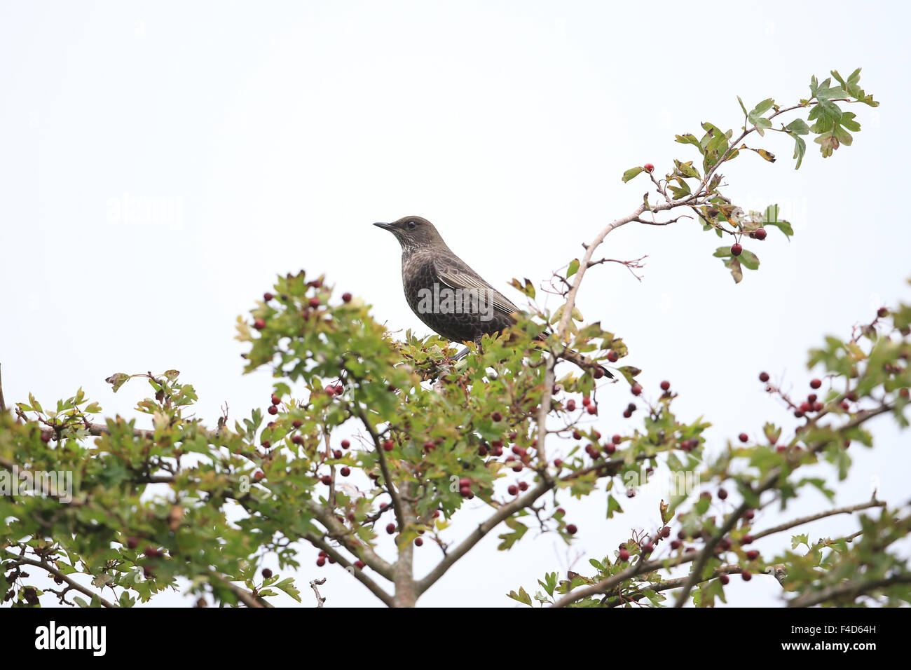 Ring Ouzel (Turdus torquatus) Stock Photo