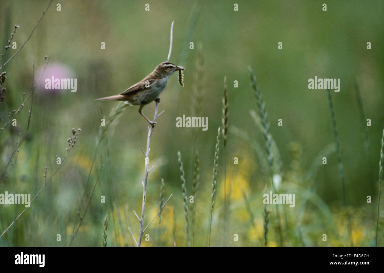 Bird eating worm Stock Photo - Alamy