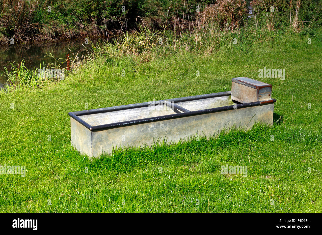A animal water or feeding trough in a meadow on a farm in South Norfolk