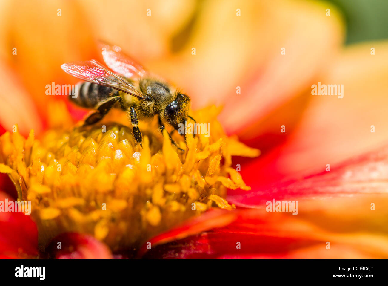 A Carniolan honey bee (Apis mellifera carnica) is collecting nectar from a Dahlia (Asteraceae) blossom Stock Photo