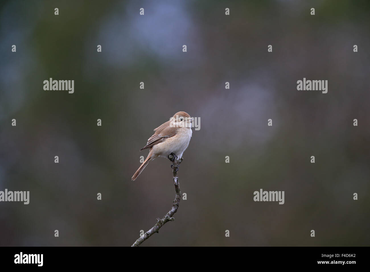 Isabelline Shrike (Lanius isabellinus Stock Photo Alamy