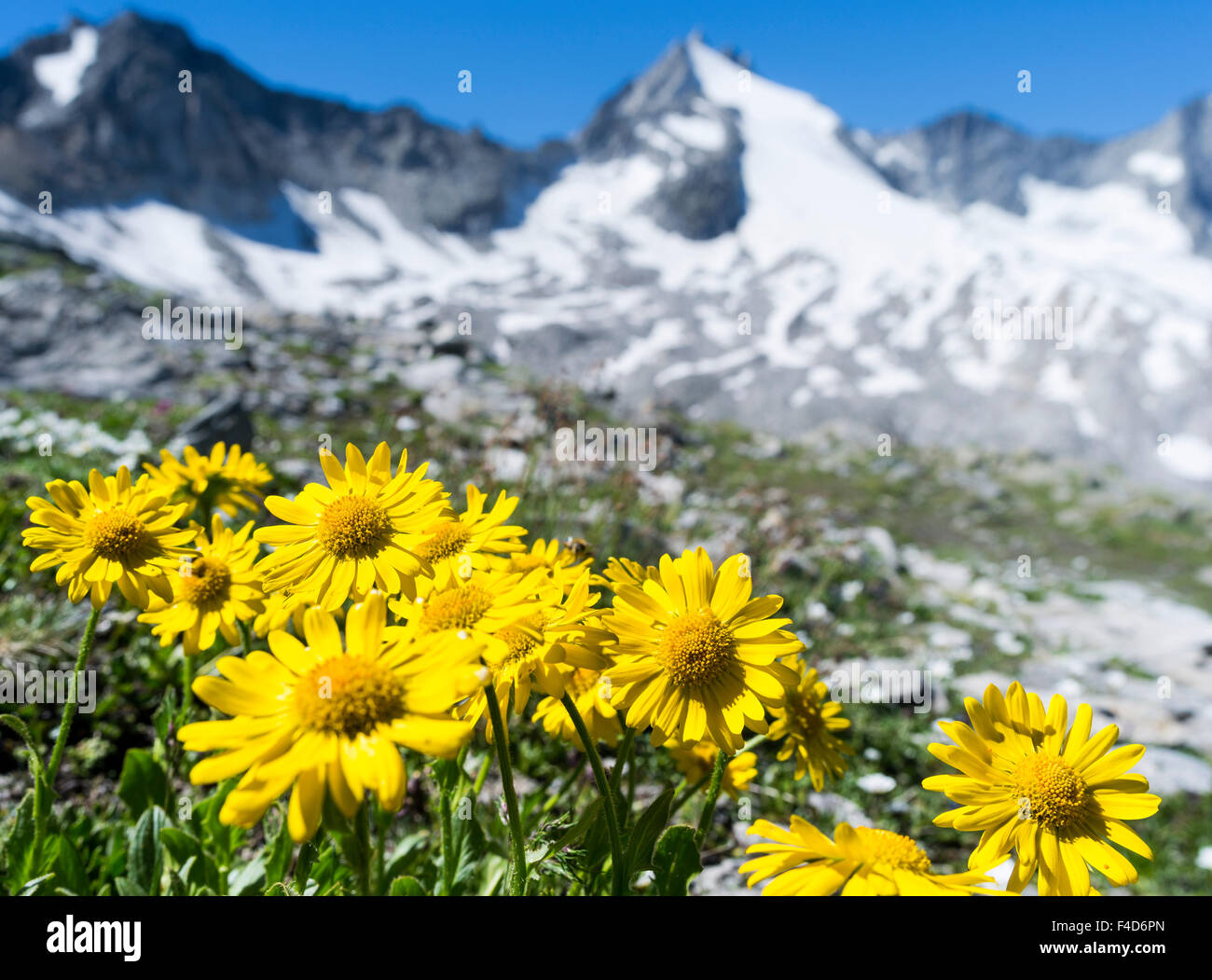 Doronicum (Doronicum grandiflorum), Nationalpark Hohe Tauern, in the background the Reichenspitz range of the Zillertal alps. Austria, Tyrol. (Large format sizes available) Stock Photo