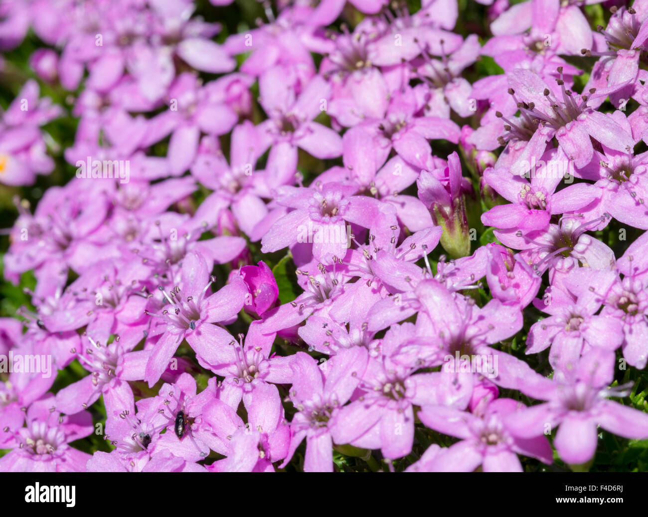 moss campiin or cushion pink (Silene acaulis), Nationalpark Hohe Tauern, Tyrol, Austria. (Large format sizes available) Stock Photo