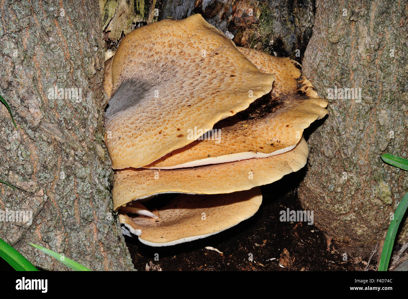Thin maze flat polypore mushroom growing in tree trunk Stock Photo Alamy