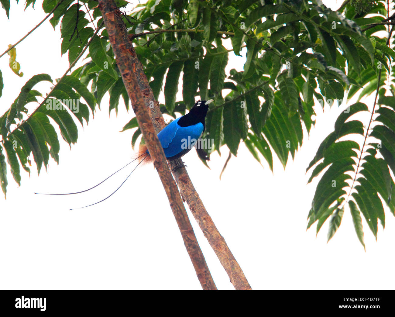 Blue Bird-of-paradise (Paradisaea rudolphi) male in Papua New Guinea Stock Photo