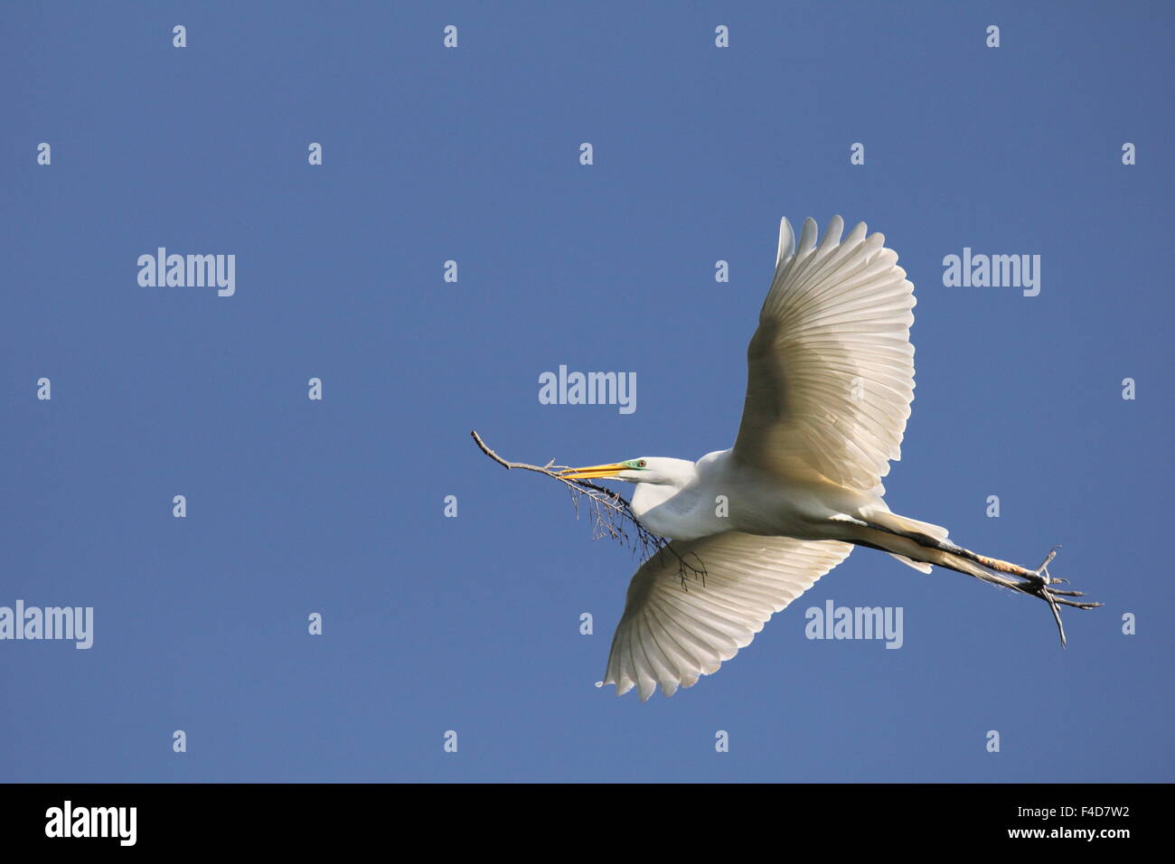 Egret carrying nesting material. Stock Photo
