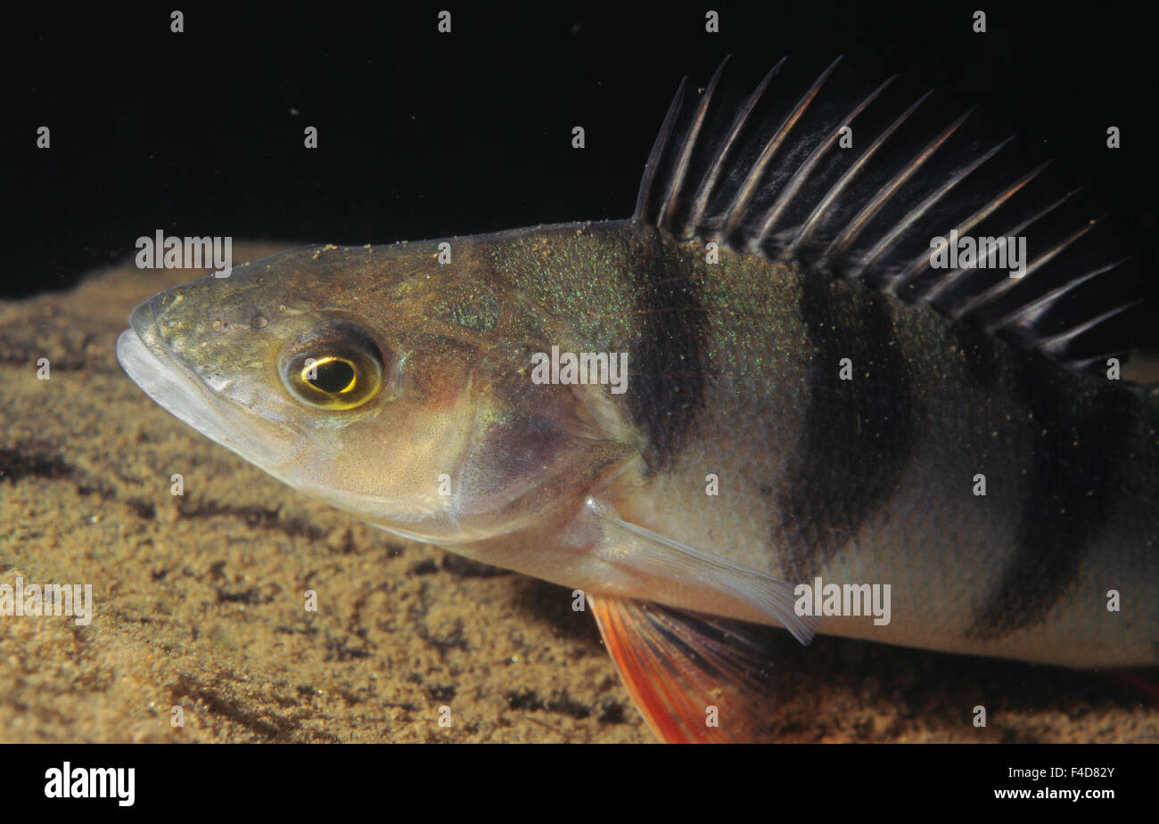 Fish, close-up Stock Photo