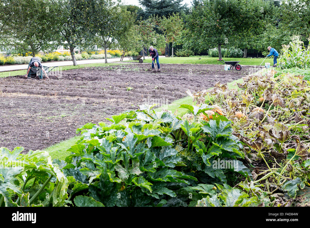 Three people digging up potatoes in September at Grappenhall Heys Walled Garden, Warrington Stock Photo