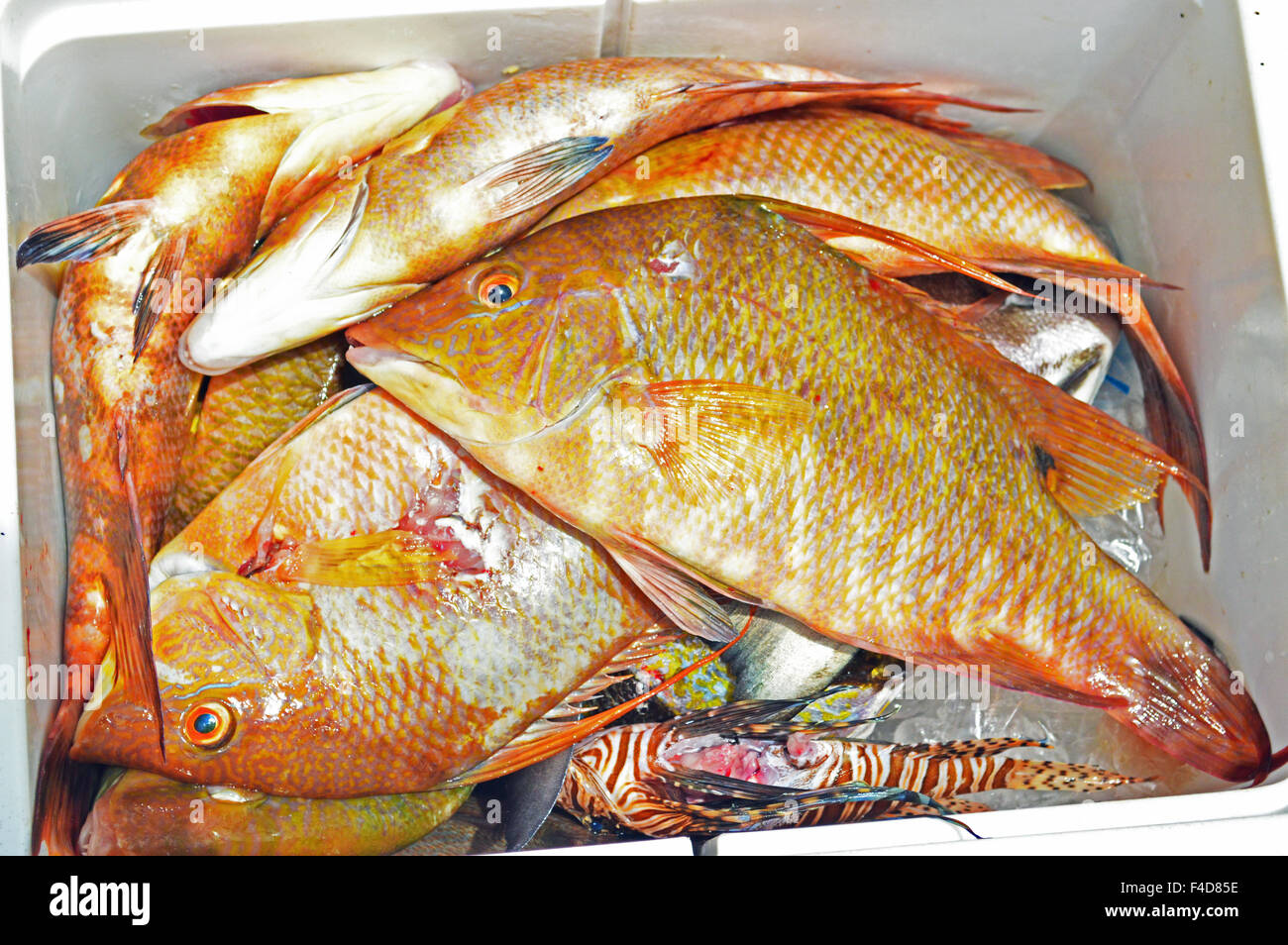 Hognose Snapper Fish