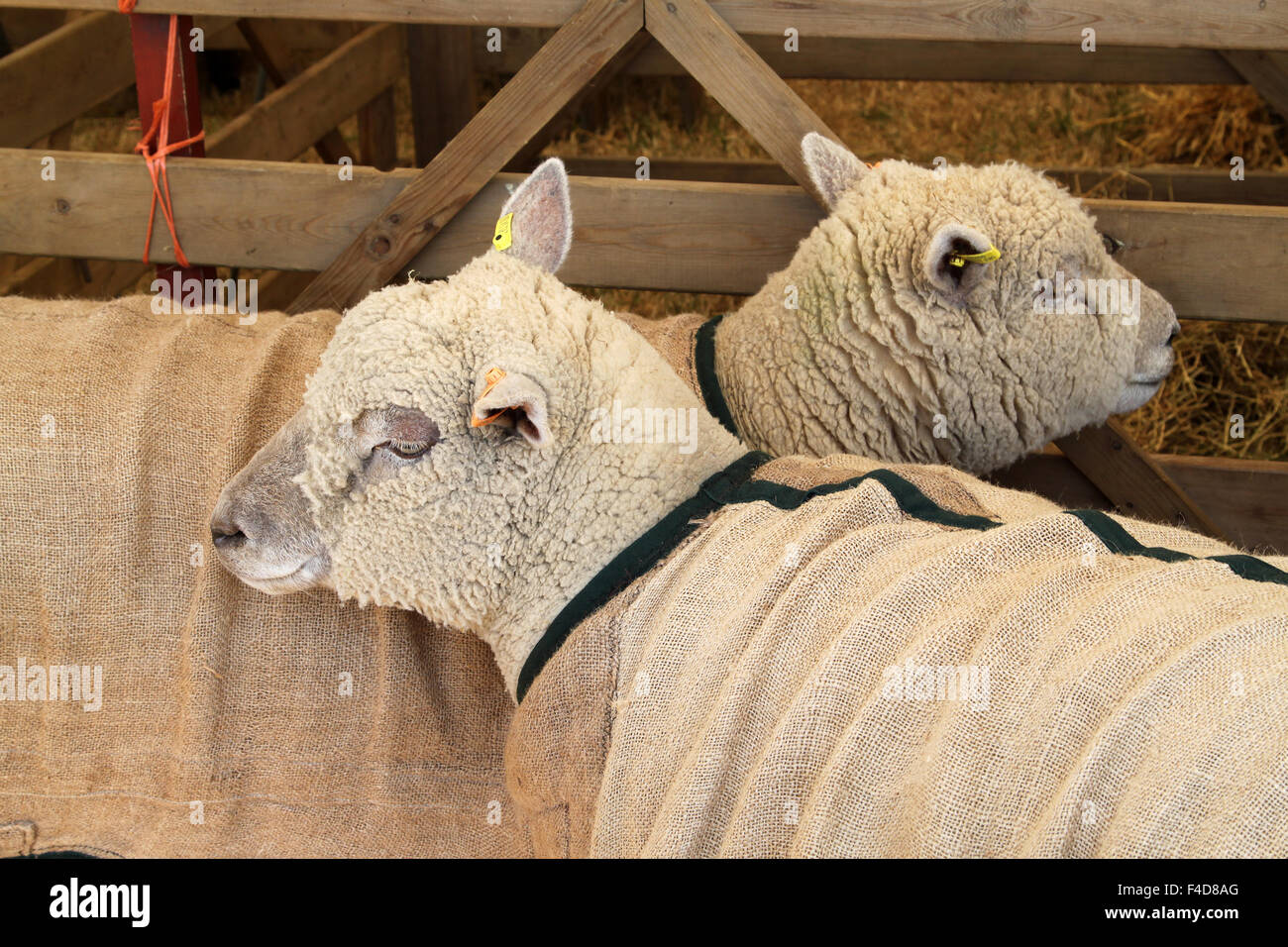 Two Southdown sheep in pen at Agricultural Show Stock Photo